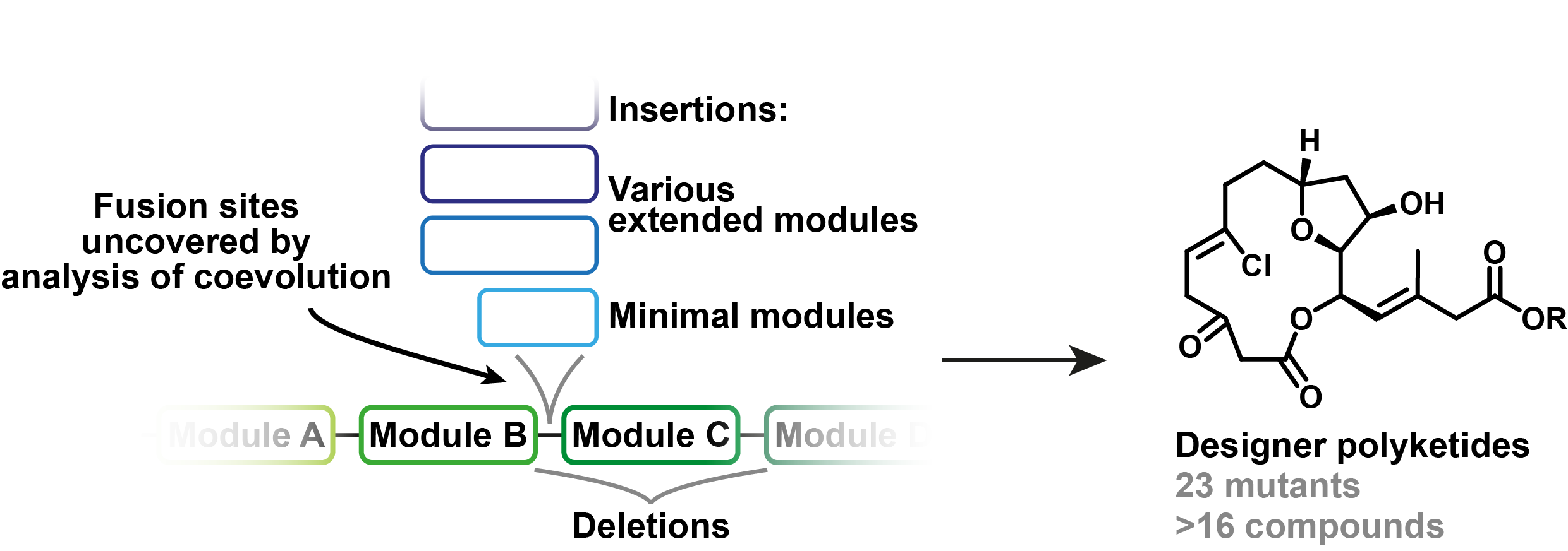 Evolution-guided engineering of
            <i>trans</i>
            -acyltransferase polyketide synthases